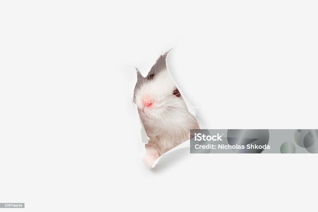 White rat head white background White Color Stock Photo