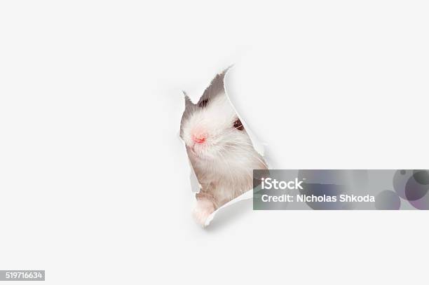 White Rat Head White Background Stock Photo - Download Image Now - White Color, Mouse - Animal, Rat