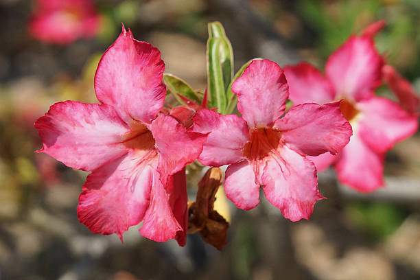 istock Desert-rose, Bali, Indonesia 519716768