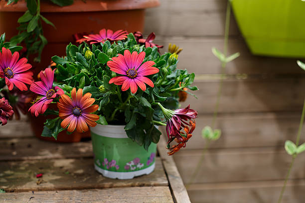 istock Beautiful flowers on a wooden wall 519719430