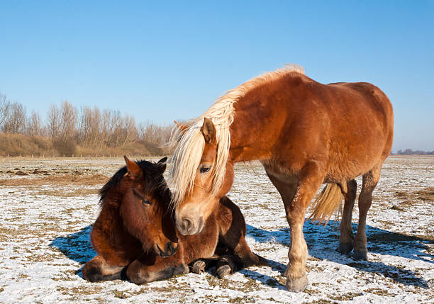 Two brown horses seek support from each other. It is very cold in the Dutch National Park De Biesbosch where these animals roam freely.