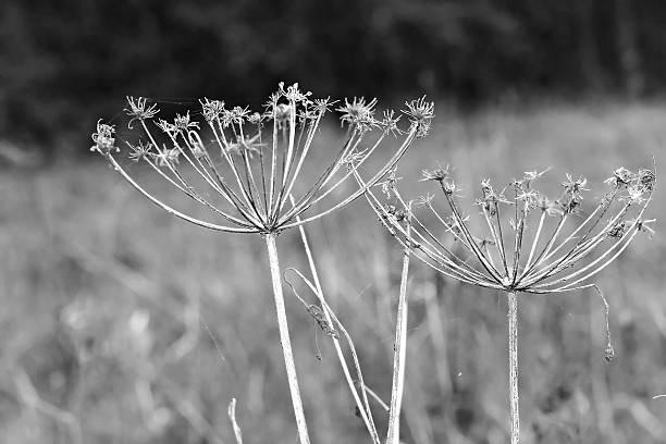 istock Wildflower Aegopodium podagraria umbels 519720611