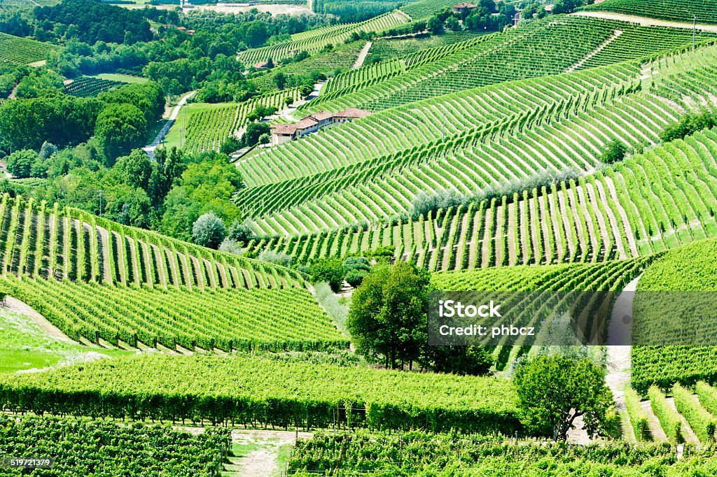 Piedmont, Italy vineyars near Barbaresco, Piedmont, Italy Agriculture Stock Photo