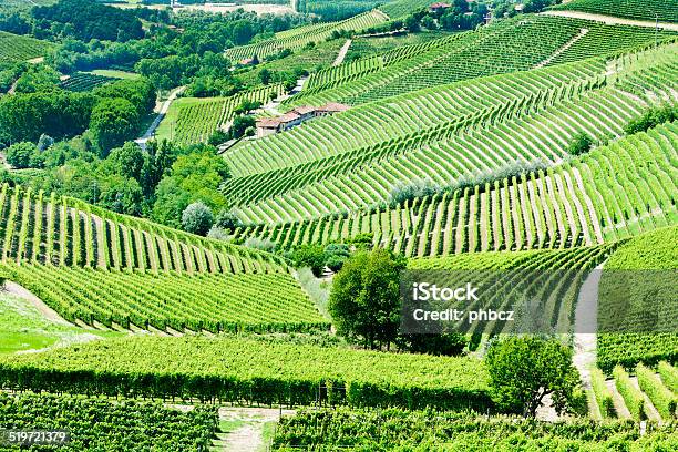 Piedmont Italy Stock Photo - Download Image Now - Agriculture, Arrangement, Barbaresco