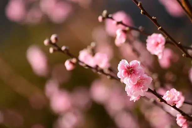 UME Japanese plum-blossom