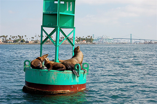 a group of california sea lions laying upon a mid channel buoy marker