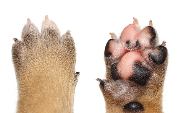 istock Close up dog paw on white background. 519721851