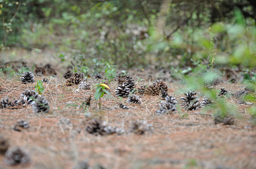 some pine cones spread on the ground in the forest