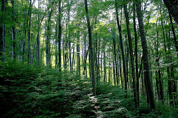 istock Beauty of a forest 519722211