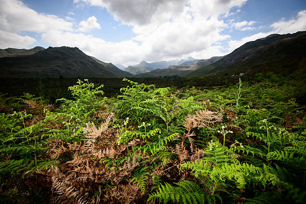 Ferns in the mountains stock photo