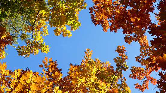 Oak tree with colorful leaves during Autumn against blue sky.