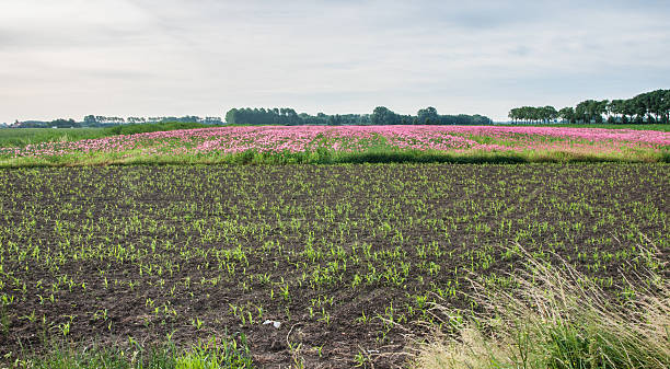 istock Fields with maize plant and pink flowering poppies 519723183