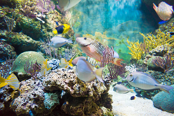 istock powder blue tang and tropical fish in aquarium 519723285