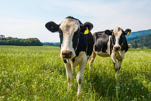 Cows Portrait of cows on a field of fresh grass two cows stock pictures, royalty-free photos & images