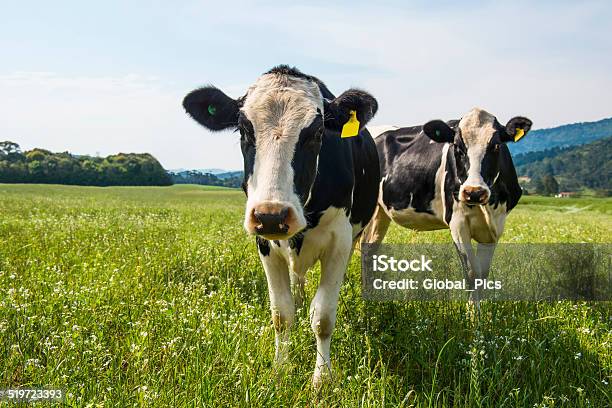 Cows Stock Photo - Download Image Now - Domestic Cattle, Cow, Two Animals