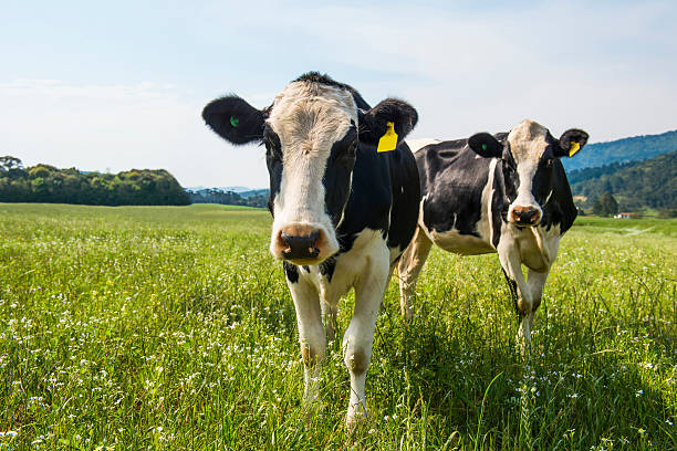 vacas - boi brasil - fotografias e filmes do acervo