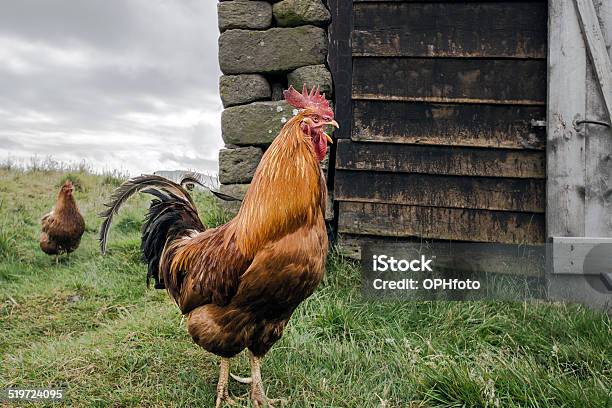 Big Rooster Stock Photo - Download Image Now - Cockerel, Humor, Animal Body  Part - iStock