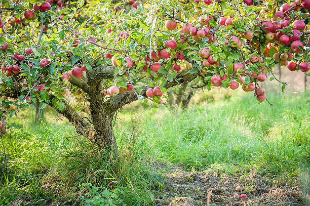 apfelbaum in old apple orchard horizontale. - apfelbaum stock-fotos und bilder