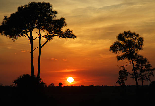 большое cypress закате - big cypress swamp стоковые фото и изображения