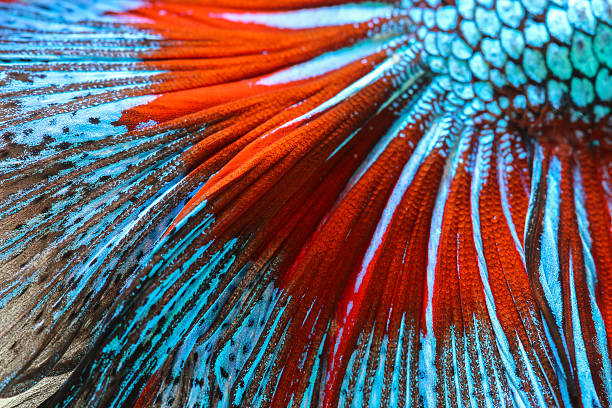 struktur-tail siamesischer kampffisch - fish siamese fighting fish multi colored tropical fresh water fish stock-fotos und bilder