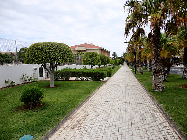 istock Nicely shaped Trees in Costa Adeje, Tenerife, Canary Islands, Spain 519725241