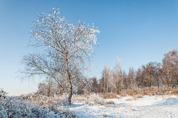 istock Snowy tree on a cleared area in the forest 519725639