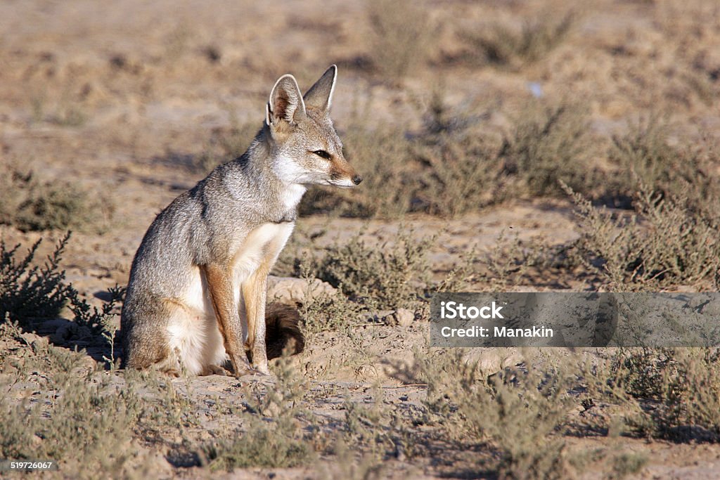 Indian Fox Sitting Stock Photo - Download Image Now - Animal, Animal  Wildlife, Animals In The Wild - iStock