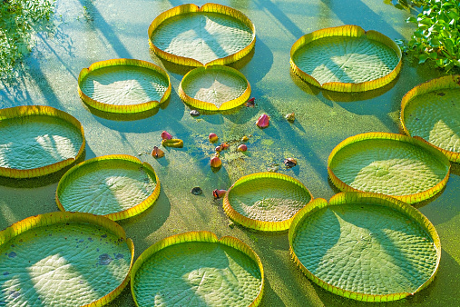 Aquatic plants and water lilies in a pond