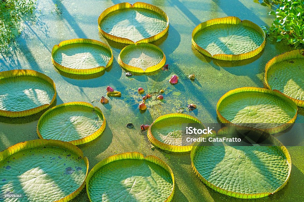 Aquatic plants Aquatic plants and water lilies in a pond Water Lily Stock Photo