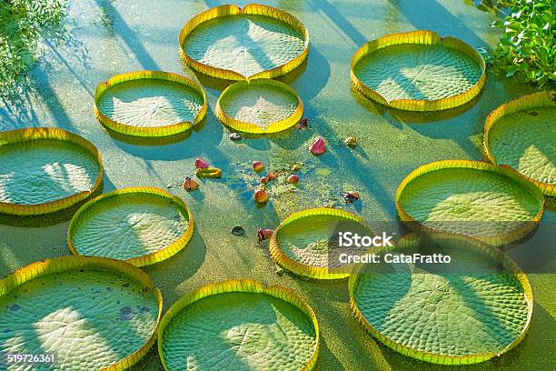 Aquatic Plants Stock Photo - Download Image Now - Water Lily, Victoria - Australia, Large