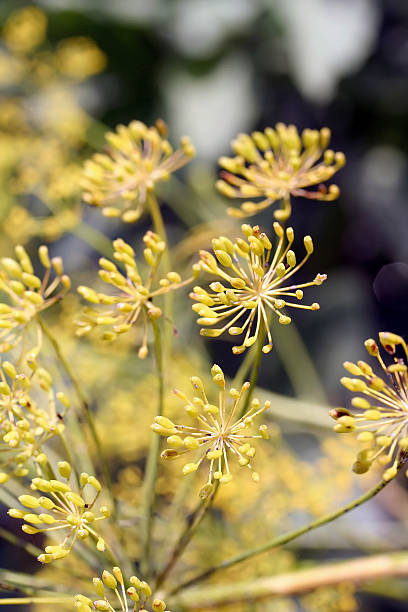 aneto (anethum umbel graveolens) - antimicrobian foto e immagini stock