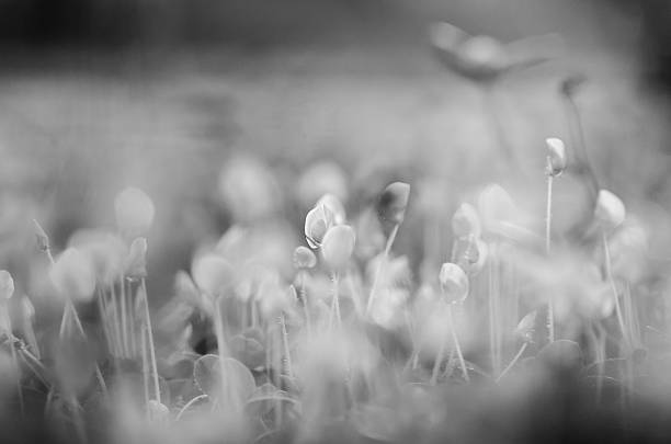 istock black and white vintage flower 519727001