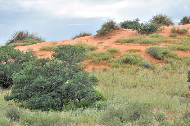 istock Kgalagadi dune landscape 519727011