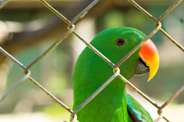 istock Green parrot behide cage in wild life breeding center 519727741