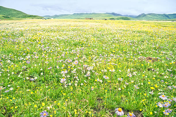 istock China's sichuan province aba holocene grassland scenery 519728301