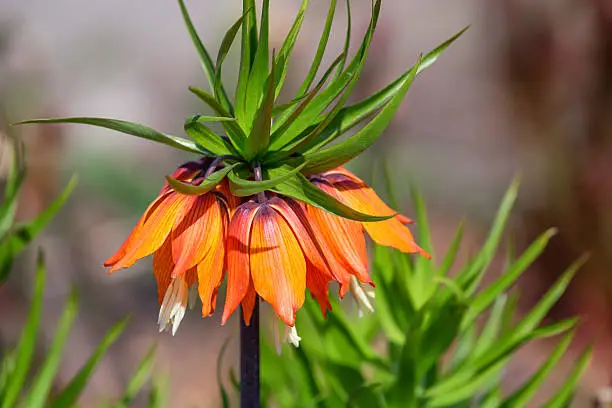 Flower of beautiful orange crown imperial ( Fritillaria imperialis )