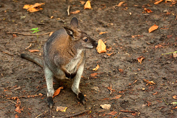 Bennett's tree-kangaroo ( Dendrolagus bennettianus ) stock photo