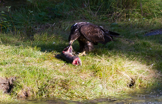 Bald eagle eating salmon fish  at hyder Alaska