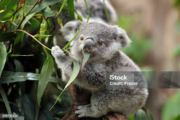 Junge Koala Stockfoto und mehr Bilder von Koala - Koala, Tier, Australien