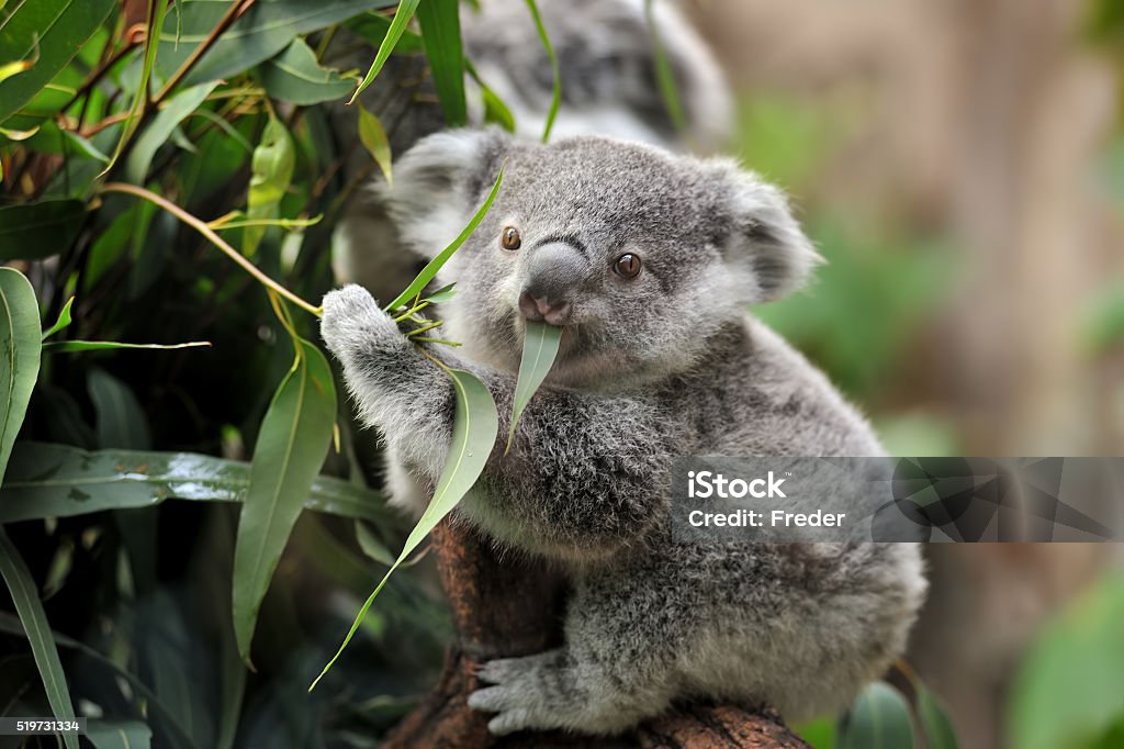 Joven de koalas - Foto de stock de Koala libre de derechos