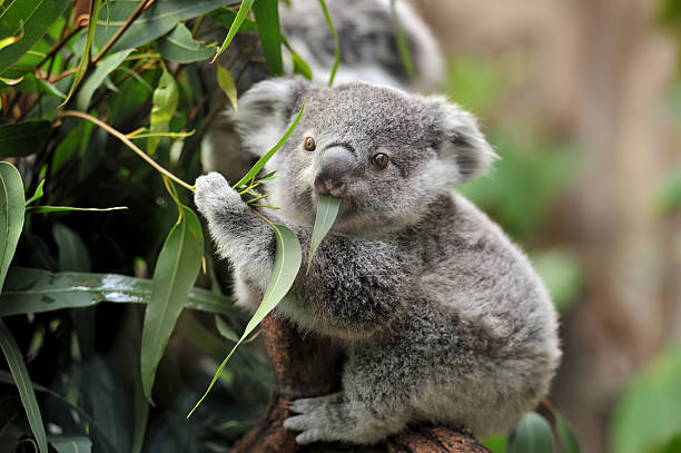 young koala close-up of a young koala bear (Phascolarctos cinereus) on a tree eating eucalypt leaves. endangered species stock pictures, royalty-free photos & images