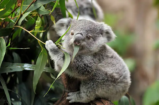 Photo of young koala
