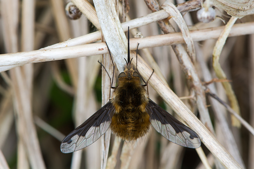 Bee mimic in the family Bombylidae, with very long proboscis and dark patches on wings