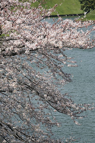 istock chery blossoms of japan 519733654