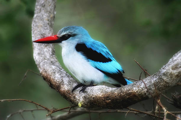 istock Woodland Kingfisher (Halcyon senegalensis) 519735556