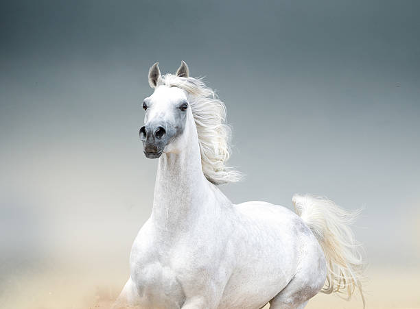 istock white arabian stallion portrait closeup 519735768