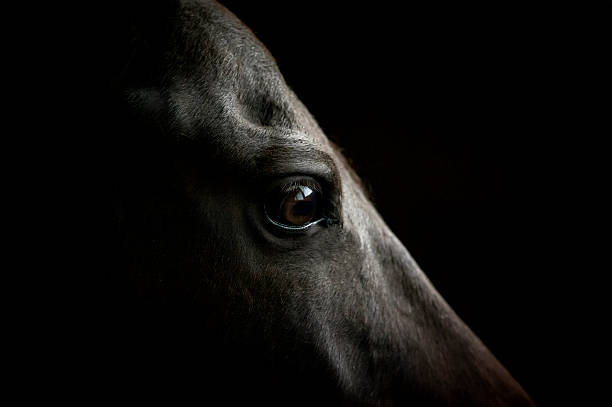 horse eye closeup on dark background