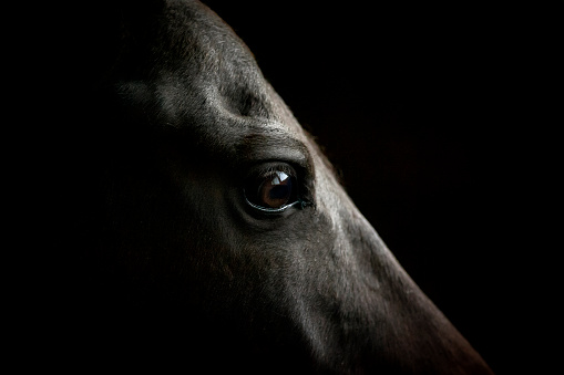 horse eye closeup on dark background