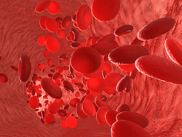 Red blood cells erythrocytes. Red blood cells erythrocytes in interior of arterial or capillary blood vessel. Showing endothelial cells and blood flow or stream. Human anatomy model 3D visualization. arterioles photos stock pictures, royalty-free photos & images