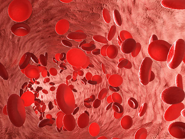 Red blood cells erythrocytes. Red blood cells erythrocytes in interior of arterial or capillary blood vessel. Showing endothelial cells and blood flow or stream. Human anatomy model 3D visualization. arterioles photos stock pictures, royalty-free photos & images